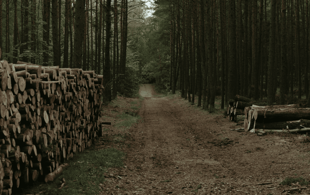 Apoio para o setor florestal