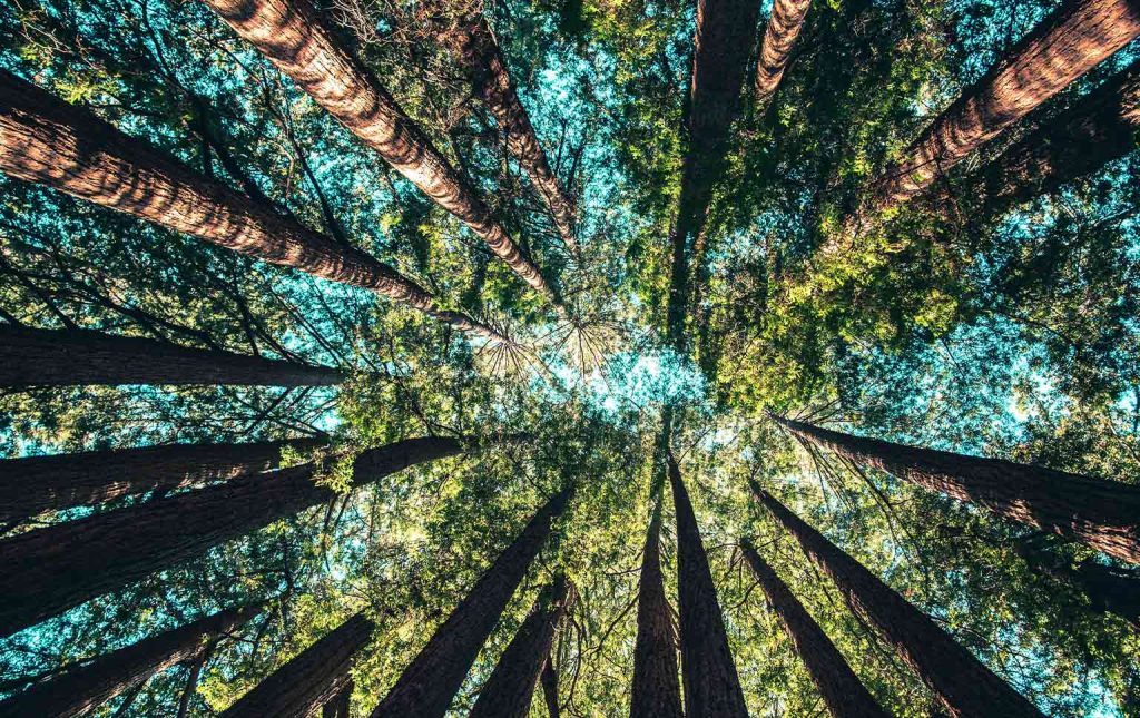 consultoria sustentável em Portugal