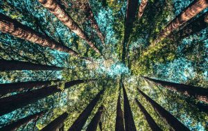 consultoria sustentável em Portugal