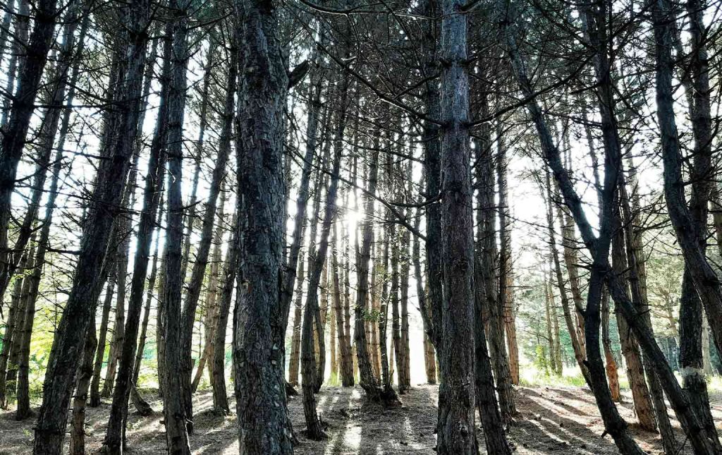 inovação na floresta portuguesa