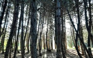 inovação na floresta portuguesa