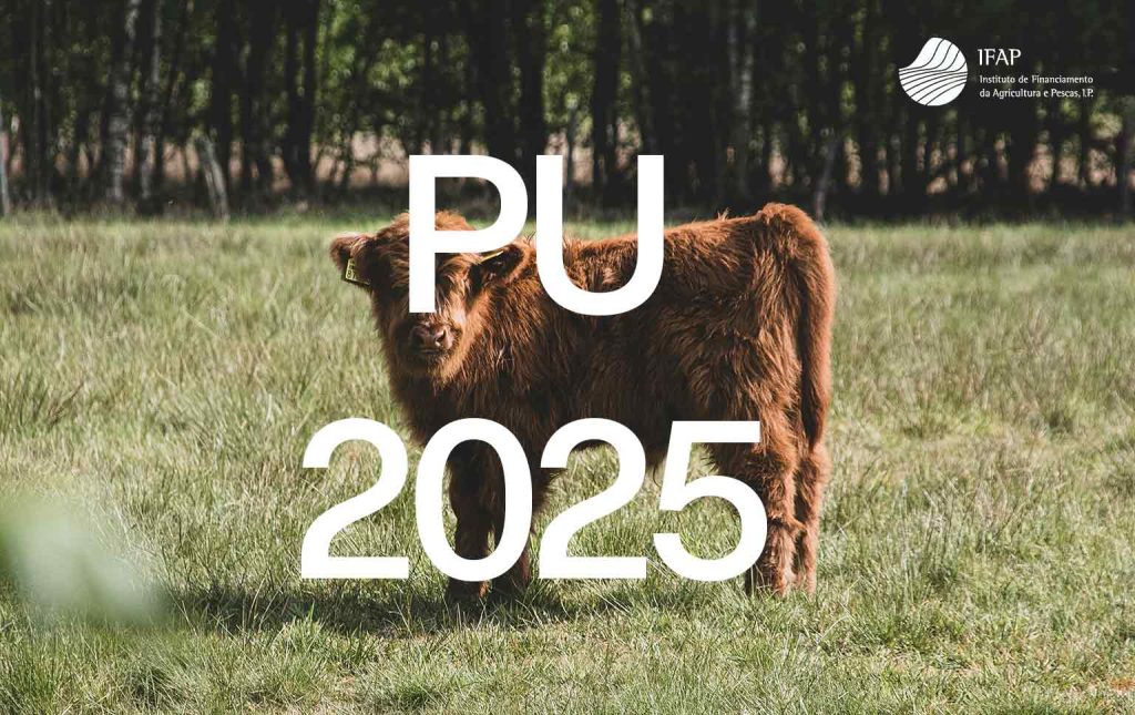 Pedido único 2025