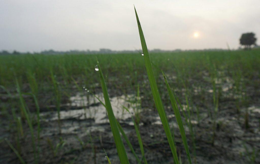 problema da água na agricultura