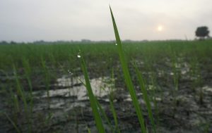 problema da água na agricultura