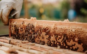 práticas sustentáveis na apicultura