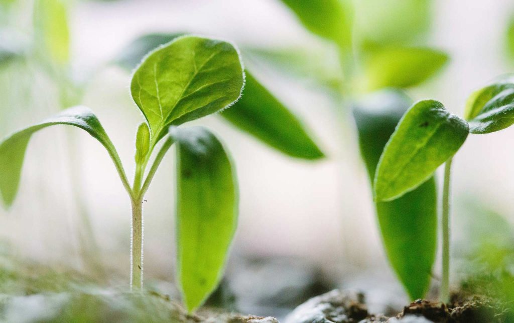 benefícios da agricultura regenerativa