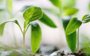 benefícios da agricultura regenerativa