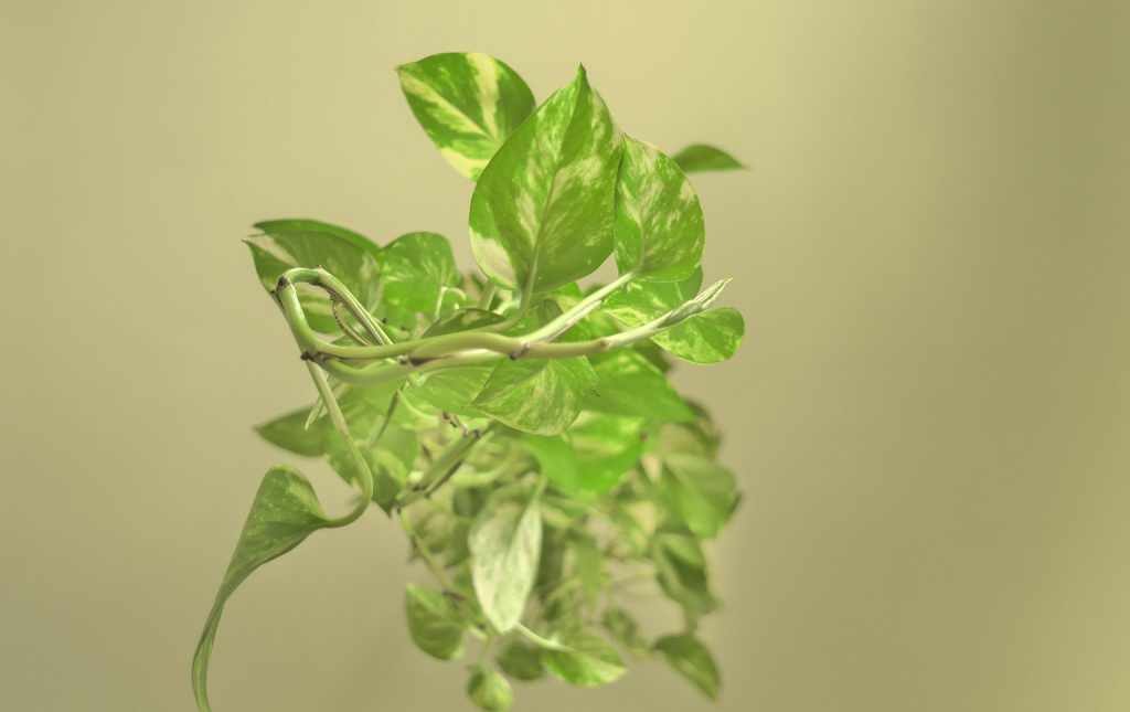 competências verdes