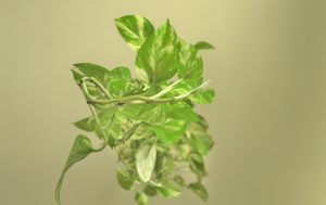 competências verdes