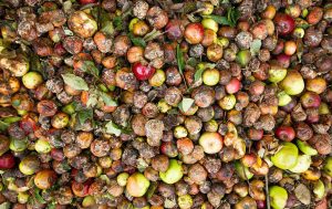 desperdício alimentar doméstico