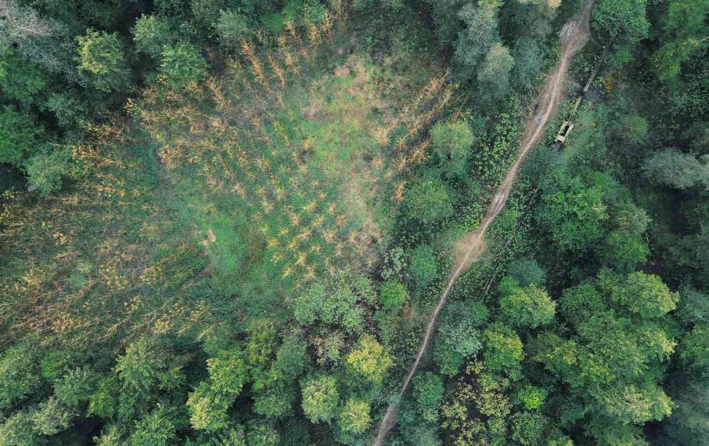 impacto humano nas florestas