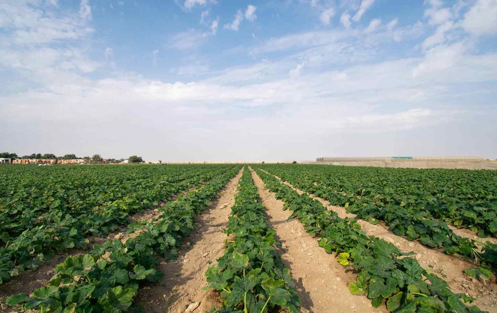 inovação agrícola