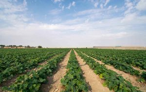 inovação agrícola