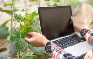 marketing na agricultura