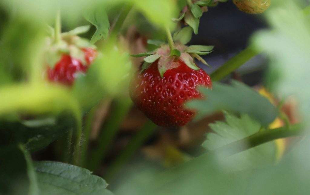 medida agricultura biológica