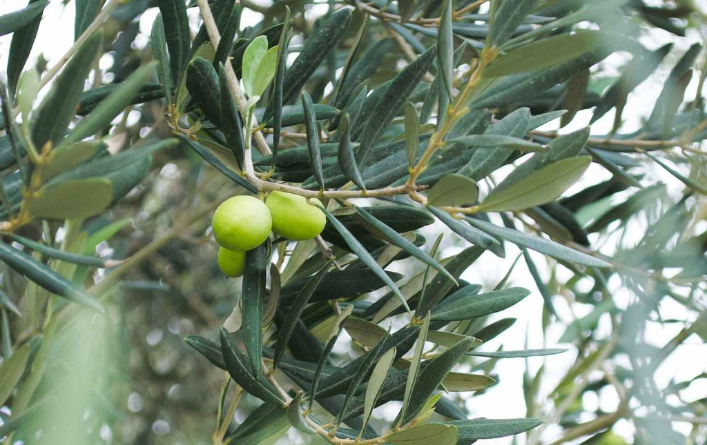 olival tradicional