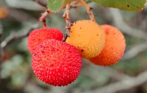 potencial das plantas portuguesas