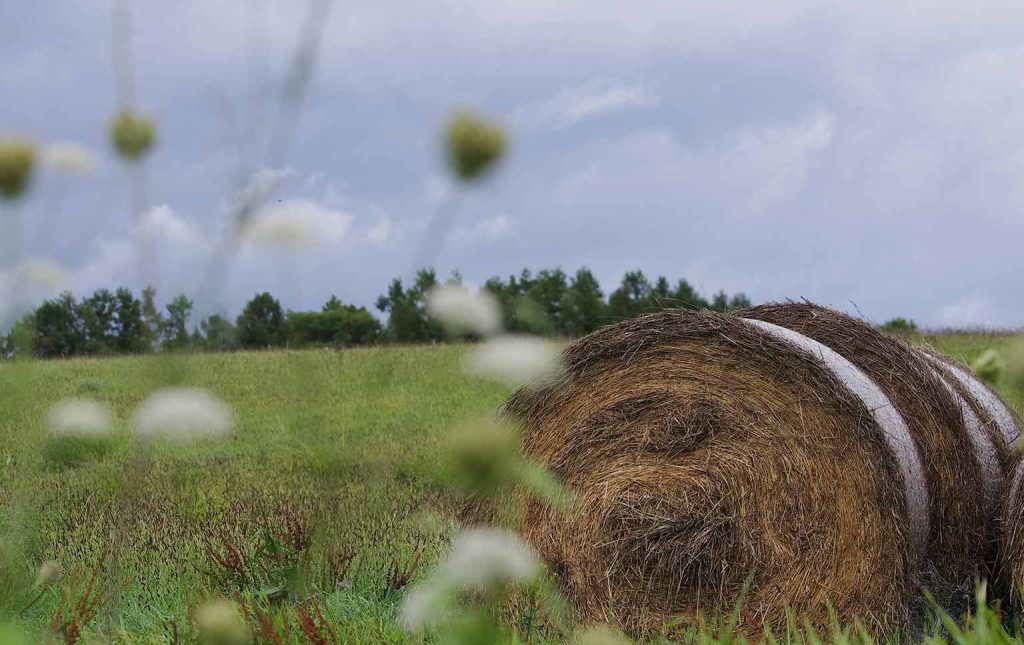 produção agrícola