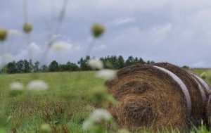 produção agrícola