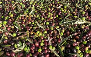 produção de azeite em portugal