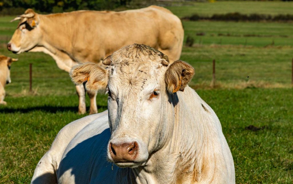 produção de carne bovina
