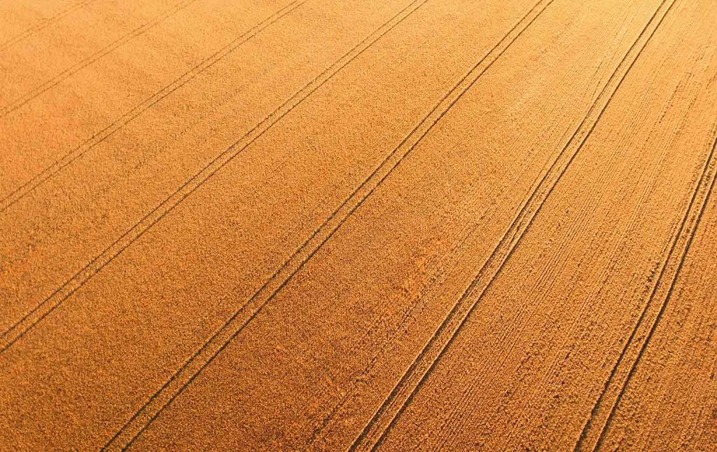 rendimento agrícola