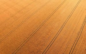 rendimento agrícola