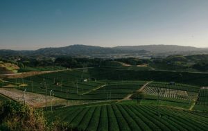 simplificação da PAC