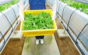 tendências inovação agroalimentar