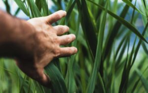 prémio para jovens agricultores