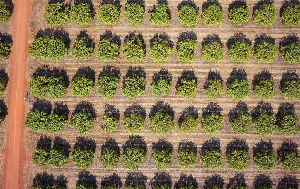 agricultura em 2025