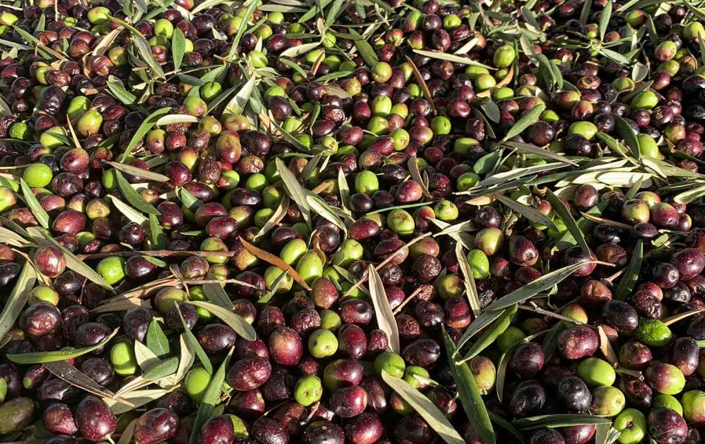 produção de azeite em portugal