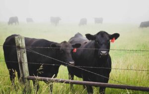 Apoio Jovens agricultores