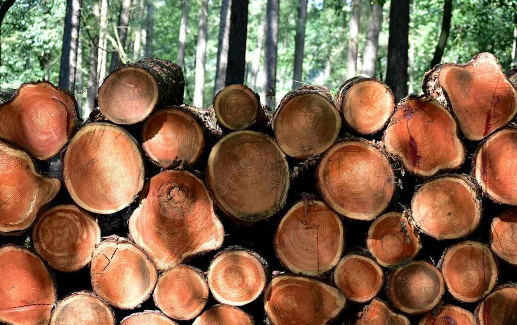apoio setor florestal