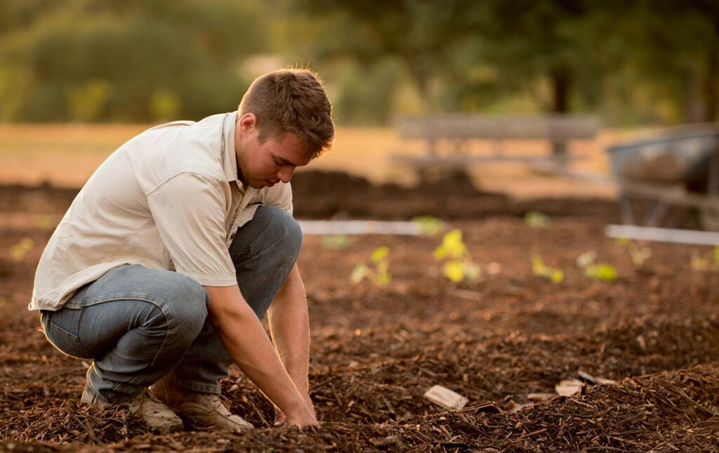 investimento produtivo jovens agricultores IF