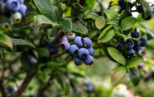 pequenos frutos portugueses