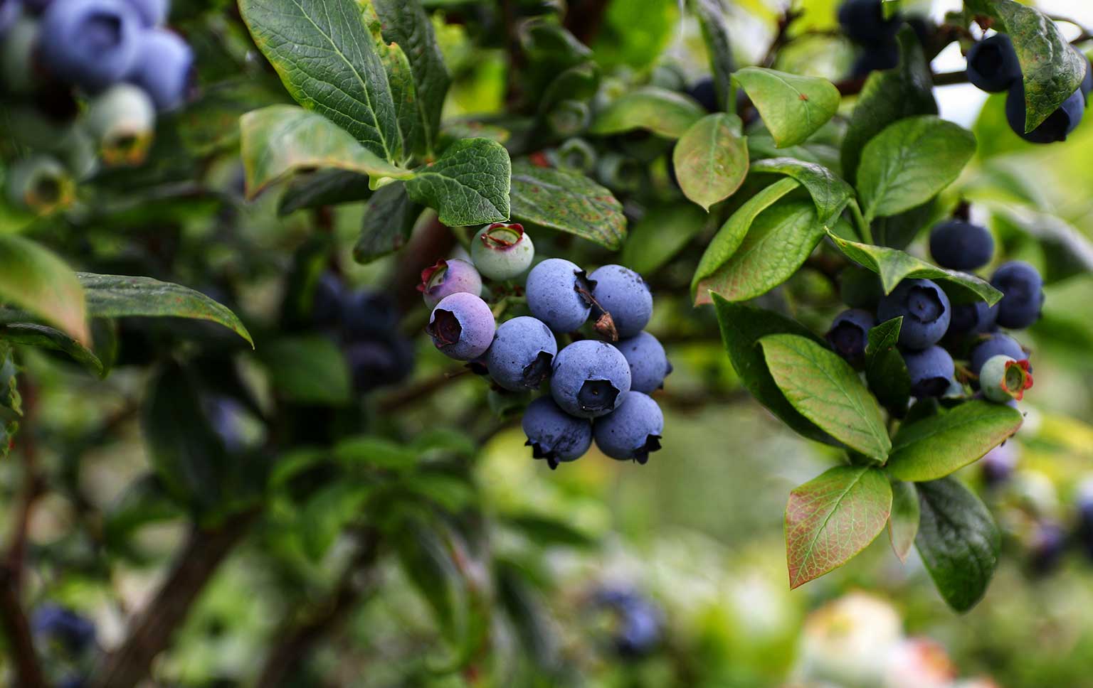 pequenos frutos portugueses