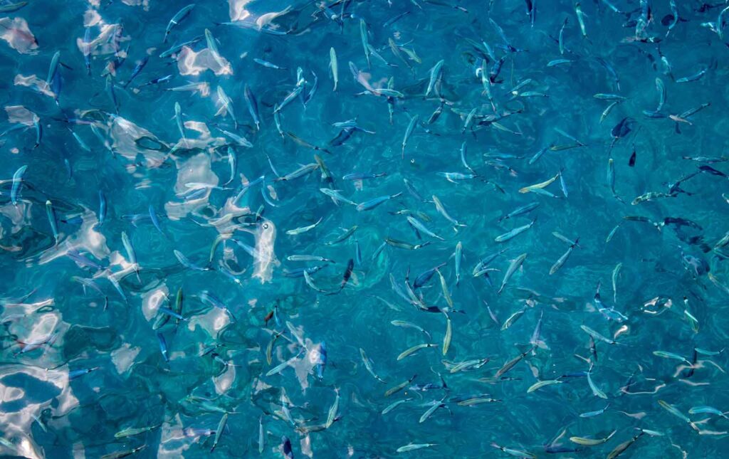 aquacultura sustentável