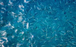 aquacultura sustentável