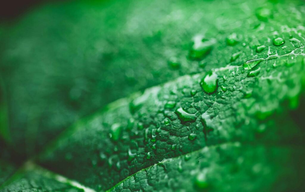 greenwashing