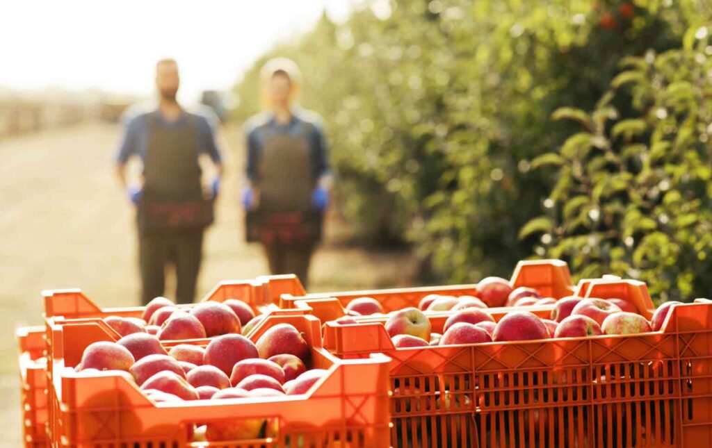 valor acrescentado no setor agroalimentar