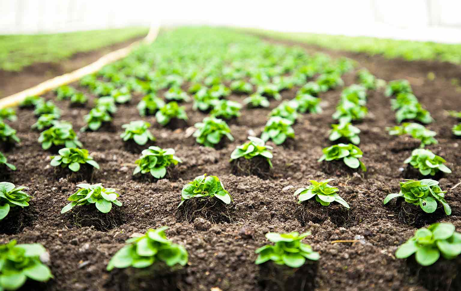 certificação agrícola