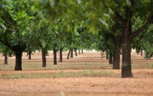 pedidos de pagamento de plantações